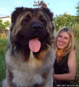 Caucasian-Shepherd-Dog2