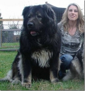 How-to-feed-Caucasian-Shepherd-Dog-3_thumb